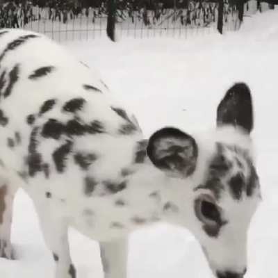 ? This beautiful piebald deer ?