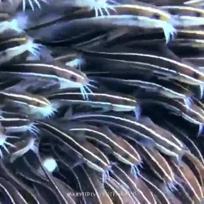 ? School of juvenile striped eel catfish huddling closely together as protection from predators as they take turns feeding on the ocean floor