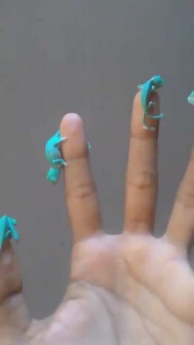 ? Baby Chameleons ?