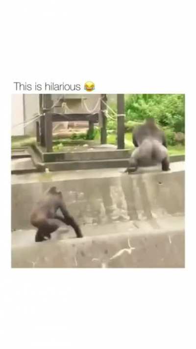silverbacks being silverbacks