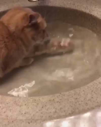 Well... This cat is broken ?