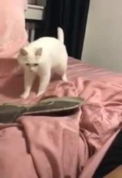 Beatbox Catto