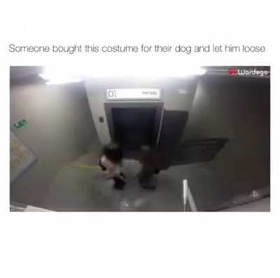 Someone bought this costume for their dog and let him loose