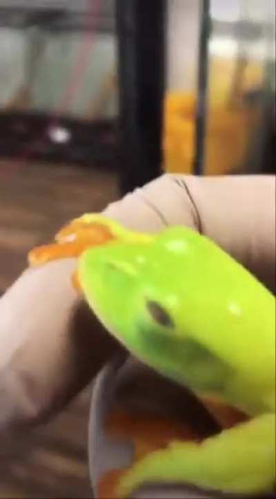 ? Black eyed tree frog ?