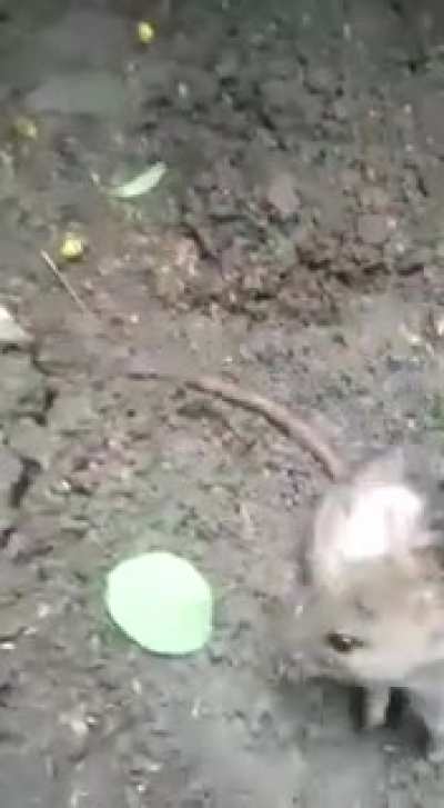 A plant grows on a mouse.
