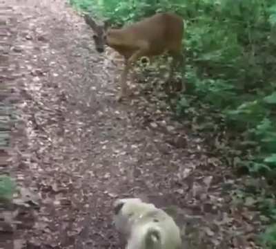 Bambi is evil