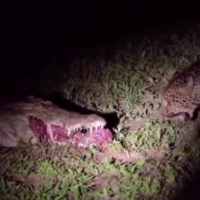 ? a leopard steals its next meal straight from a crocs mouth ?