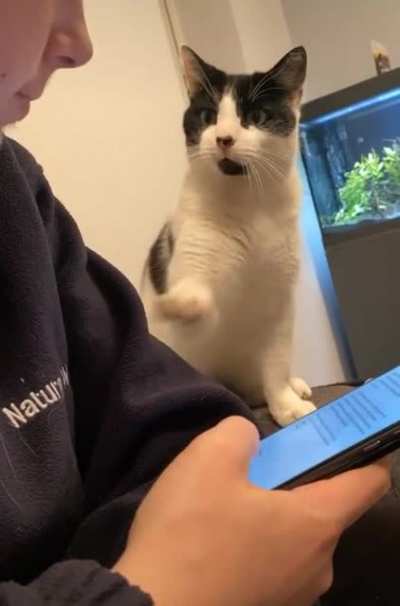 "More head boops please."