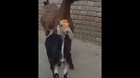 Two trailer park goats go round the outside