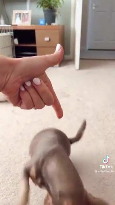 Mila's version of playing dead! not OC but serious lol