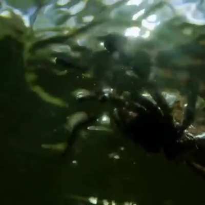 ? Rare footage of the giant swimming Nope