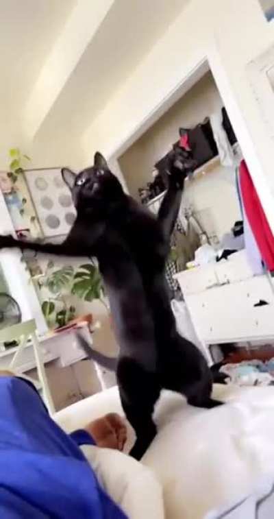 Party cat