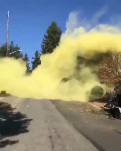 I never would have guessed one tree could have that much pollen