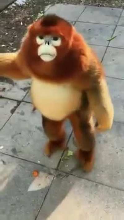 ? this monkey looks so fluffy