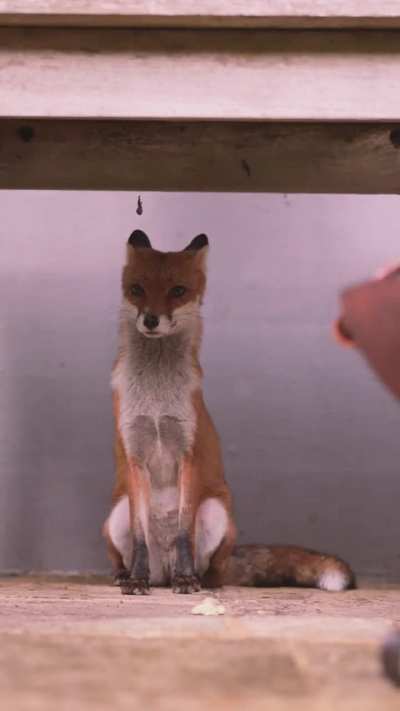 ?A young fox sheltering from the rain in London [OC]