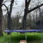 Cat Stuck On Trampoline
