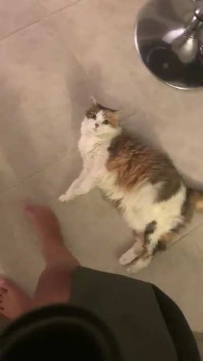 She just collapses and demands I pet her ?