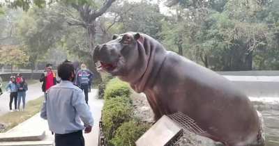Security Guard risking his life to save incredibly unalarmed zoo visitors from a hippo