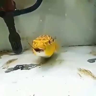 Fahaka Puffer fish (aka Nile Puffer) takes on a poisonous centipede, scorpion and a snake.
