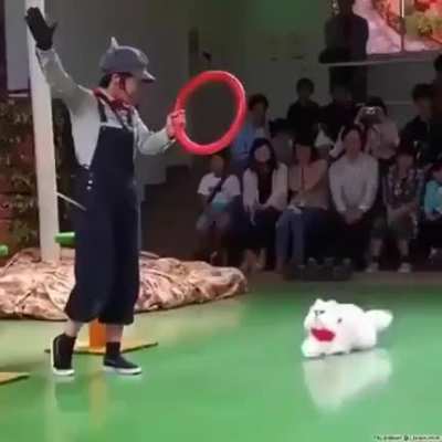 This cat calculating physics
