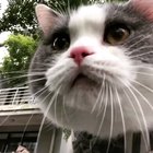Mlem mlem