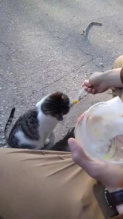 Cat eating corn.