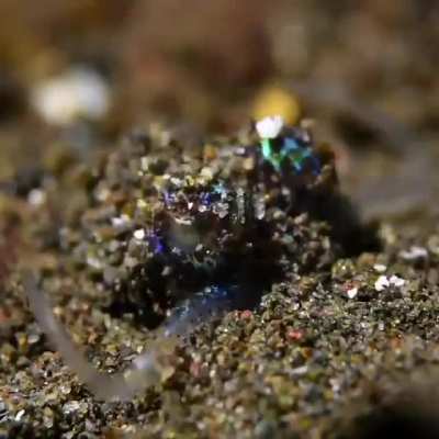 ?The Hummingbird Bobtail Squid?