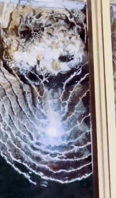 ? Wasps build a nest against a window, providing a unique cross-section view