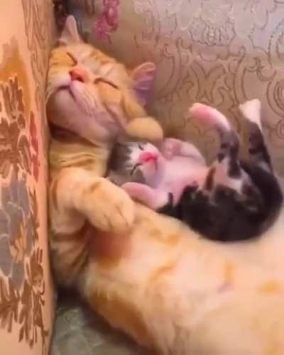 MEOW?IRL