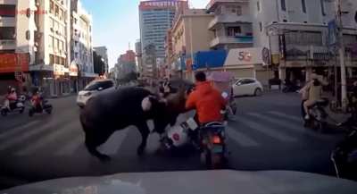 That's why you must always wear a helmet