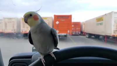 He was so happy until that semi truck came by...