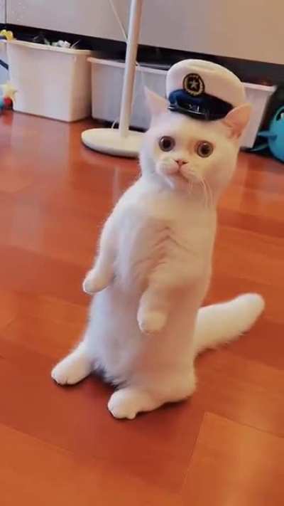 Awww???