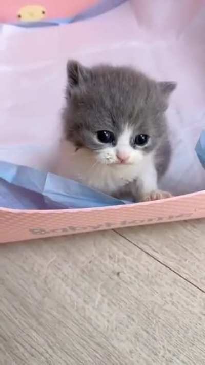 So cute❤