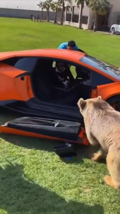 Lambo Bear.