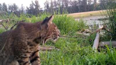 ? My favorite bobcat video. LOOK AT THAT CAT!