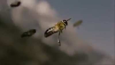 ? In More Than Honey, a film exploring the global crisis facing honeybees, director Markus Imhoof used mini-helicopters and high-speed cameras to capture a video of the inflight mating of a virgin queen bee. It took 10 days to get 36 seconds of footage at
