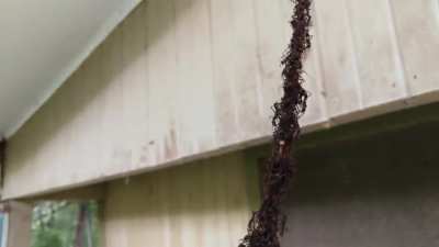 ? A colony of ants have created a living bridge out of their workers to raid a wasps nest