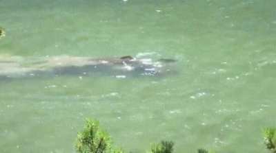 Never before seen footage of the Loch Ness Monster