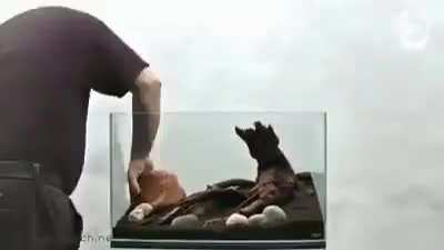 Aquascaping