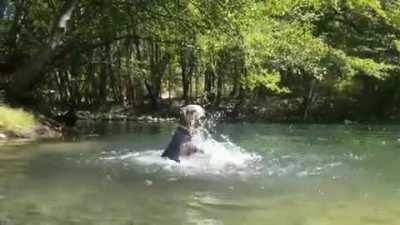 Kronos an Australian Cattle Dog loves to splash ??