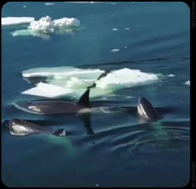 Killer whales using waves to hunt..