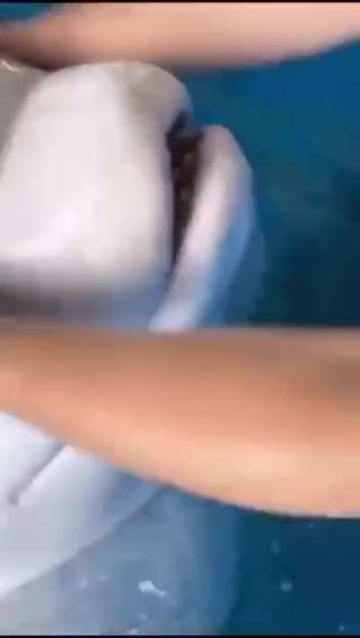 ? The Forehead Of A Beluga Whale Is Actually A Fat Cushion-melon.