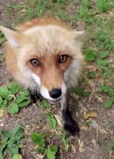 Dixie the fox gives a high five ? She’s a rescued fox from SaveAFox Corporation