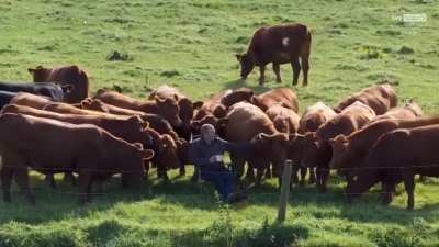 Herd immunity