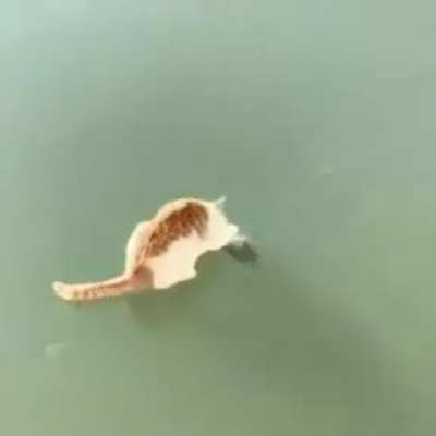 Cat dies inside