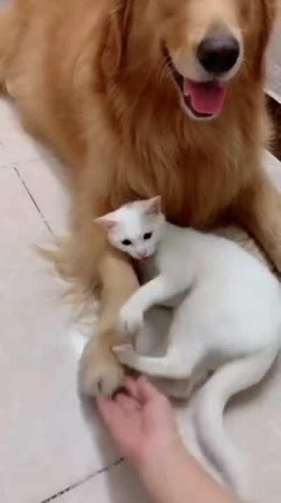 "don't touch my friend"
