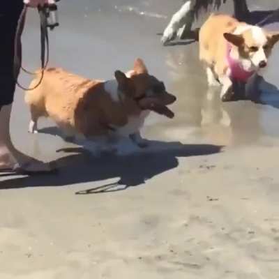 The coolest way to remove your doggles