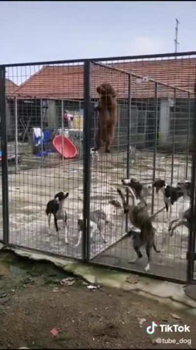 Leading the jail break