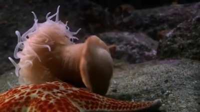 ? Anemone swim away from a seastar