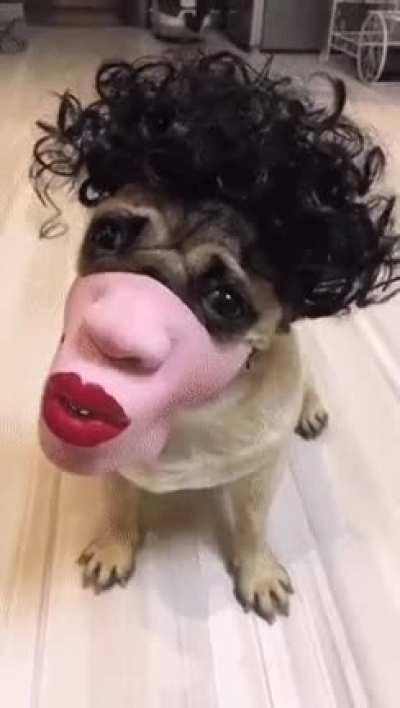 The Pug